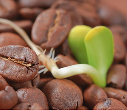 Barista Ausbildung Basic Kurs