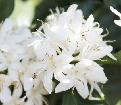 Barista Ausbildung Coffee Master Kurs