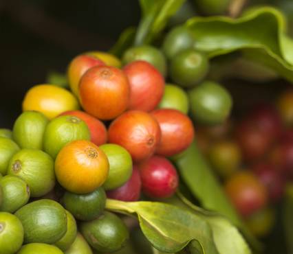 Barista Ausbildung Intermediate Kurs