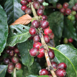 Nicaragua Kaffee Barista 12