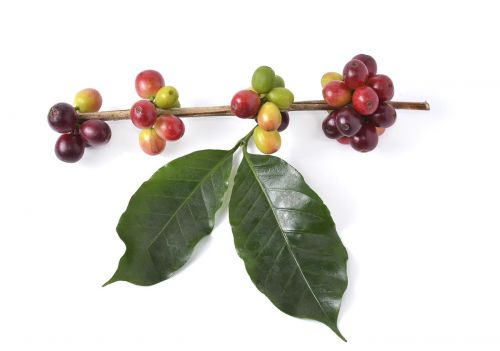 Robust und Arabica Kaffeesorten. Barista Kurs Tirol