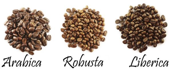 Arabica, Robusta und Liberica. Barista Ausbildung mit höchsten Standards