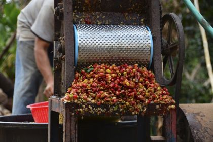 Halbtrockene Kaffeeaufbereitung. Barista Schulung Österreich